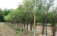 Service Berry Treeform 50mm